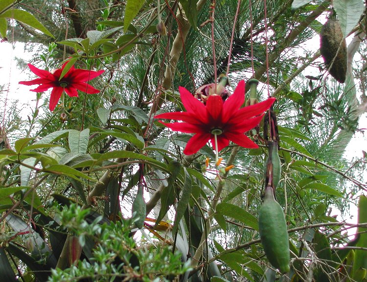 red banana passionfruit